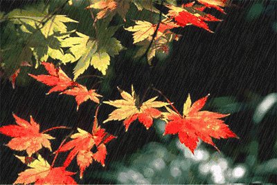 这个秋天的雨