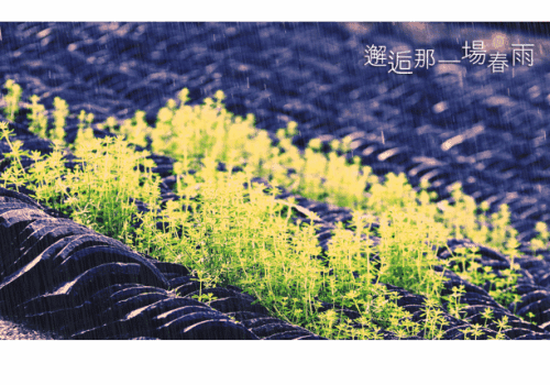 昨晚那春雨