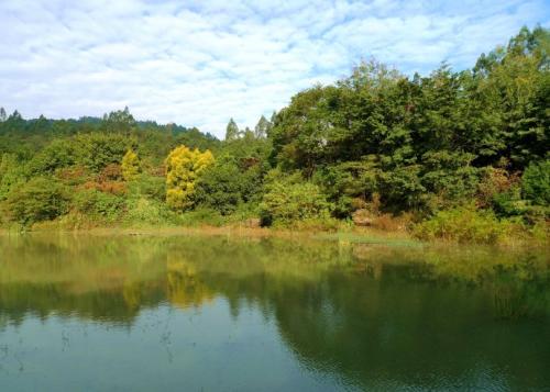 在森林里的早晨