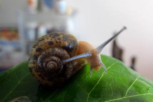 我是小蜗牛