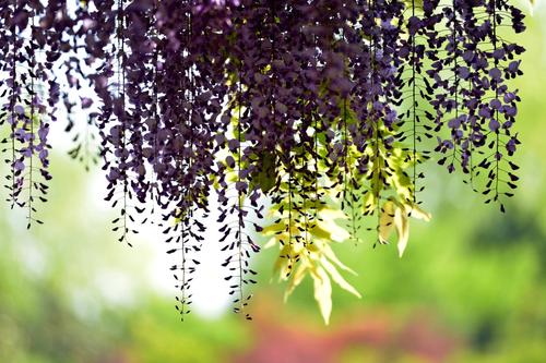 四个季节的紫藤长廊