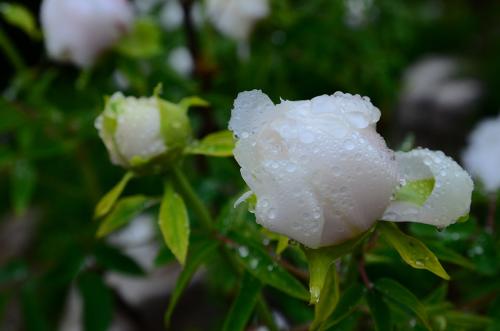 最美丽的雨天