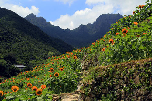 乡村旅行