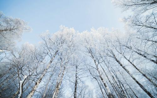 冬雪语