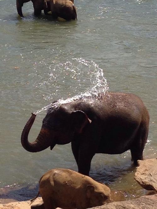 大象沐浴