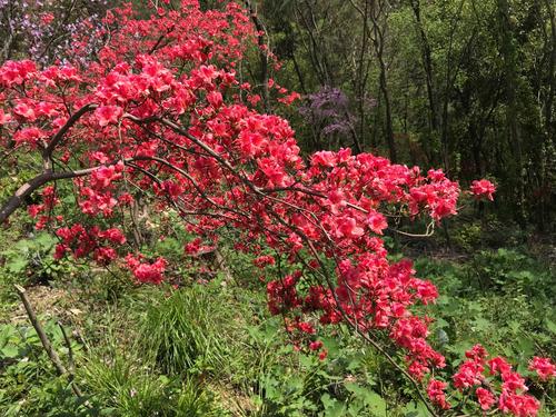 友谊就像一朵花