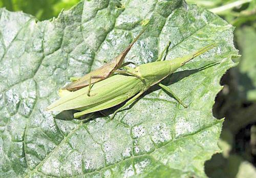 观察蚱hopper