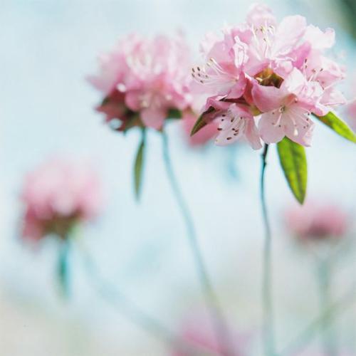 从花到花