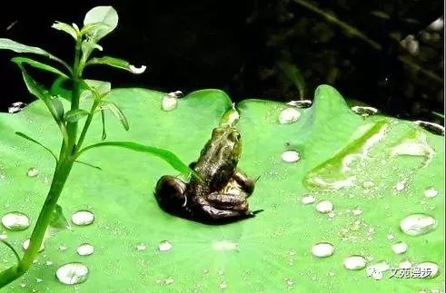 夏季青蛙