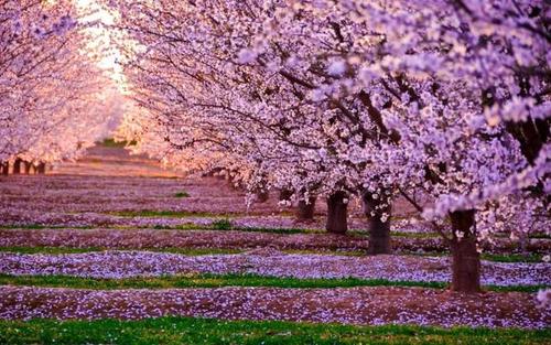 迷人的樱桃树