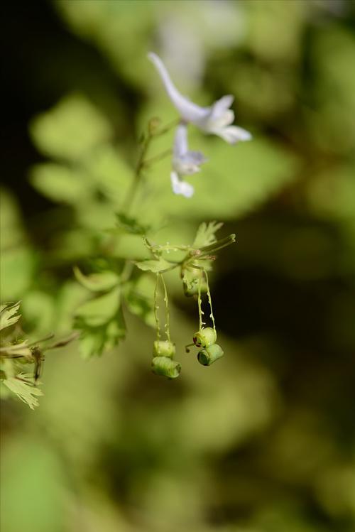 见到野花很高兴