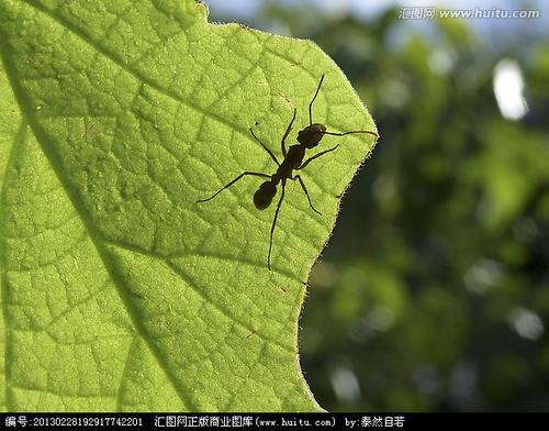 小蚂蚁和叶子