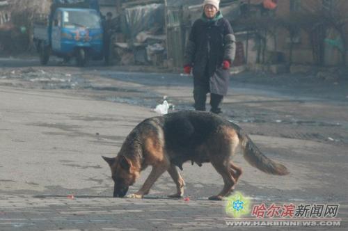 我的大狼狗