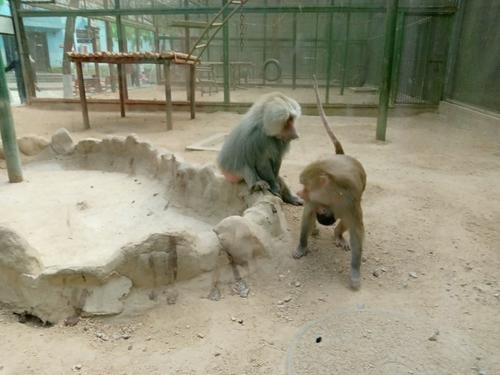 游览郑州动物园