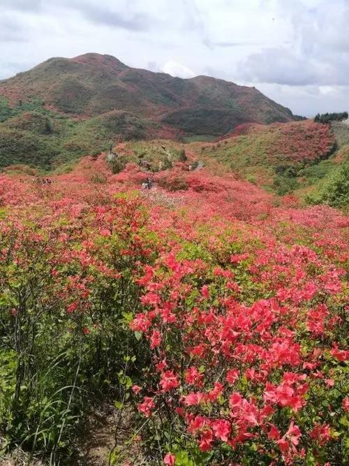 美丽的大围山