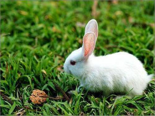 我的动物朋友小白兔