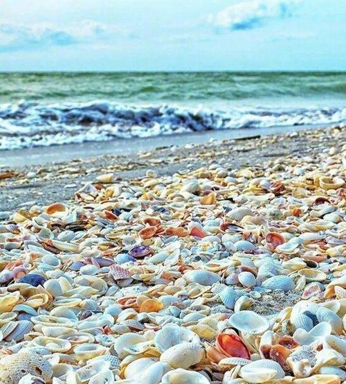 贝壳是海滩上的花朵