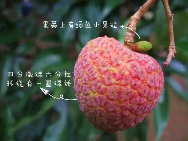 荔枝的叙述