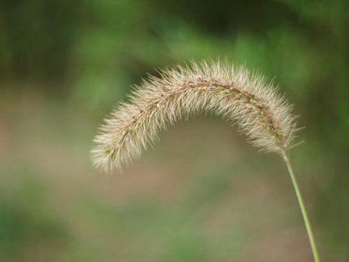 狗尾巴草的叙述