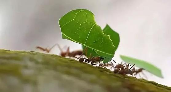 蚂蚁携带食物