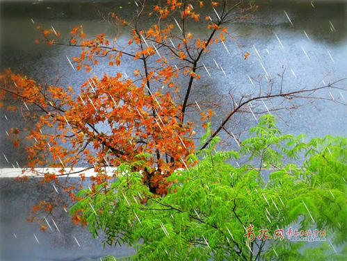 那雨湿润了我的心