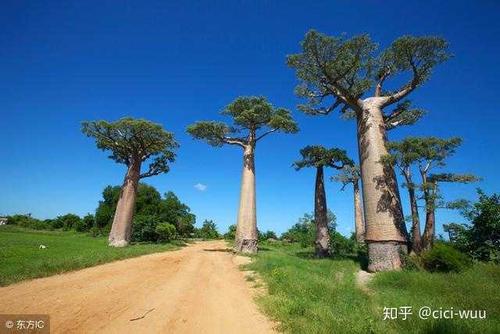 一棵想要旅行的树