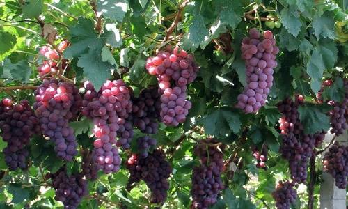 在秋天采摘葡萄