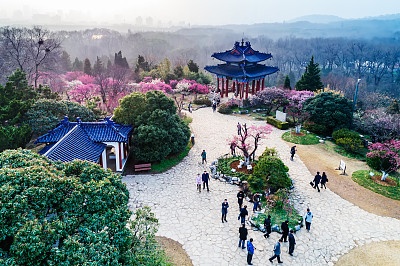 南京梅花山