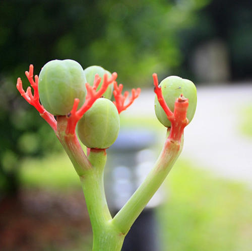 我是一朵无名的花