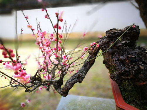 您灵峰梅花探讨