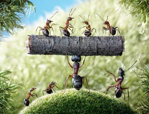 小蚂蚁强大