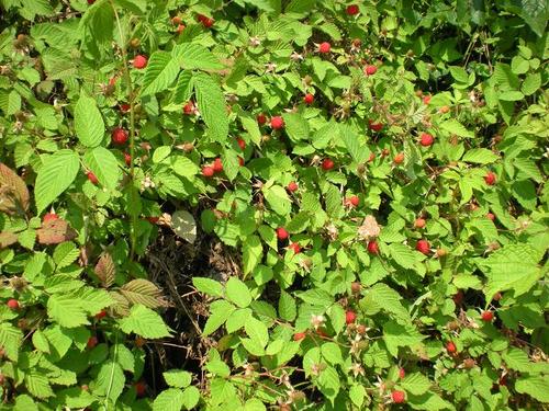 摘野草莓