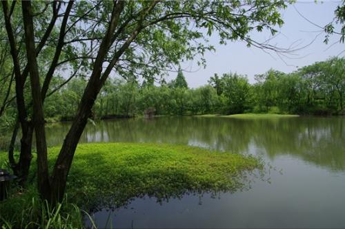 参观西溪湿地