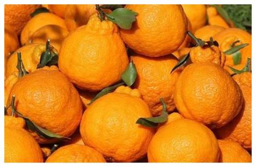 橘子的奥秘