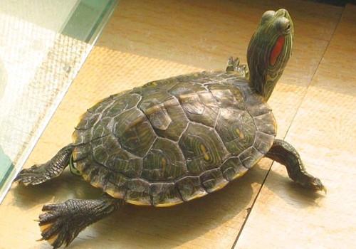 红耳龟