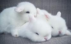 我想养一只白兔子