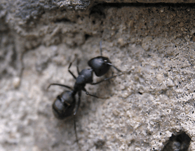 我喜欢蚂蚁