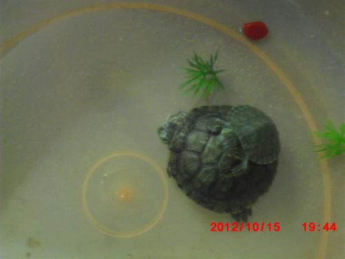 我心爱的小乌龟