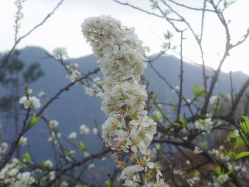 梨花和柳树枯萎