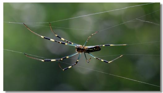 小蜘蛛织网