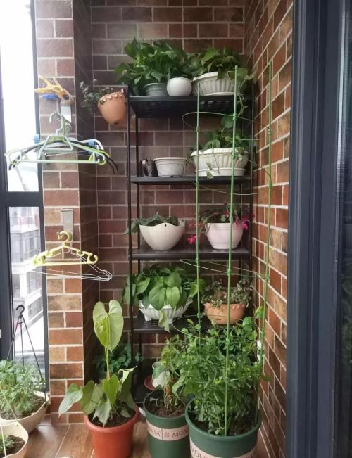 阳台上的绿色植物