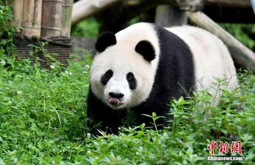 我喜欢熊猫