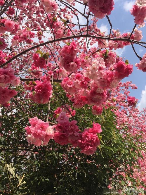 人生如花一样绚烂寂寞