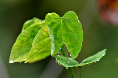 雨后的春天早晨