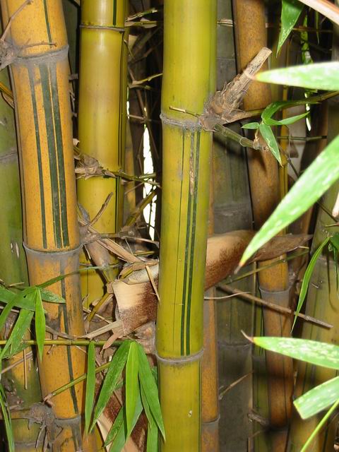 我发现了竹子的美丽