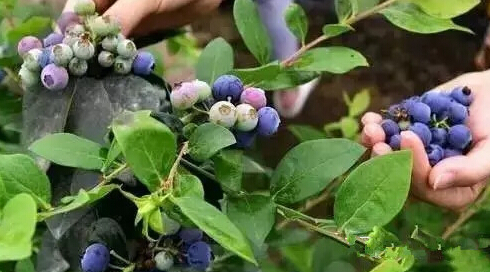 雨后的蓝莓谷