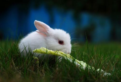 骄傲的小白兔