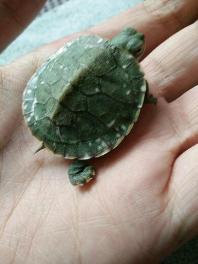 我的巴西乌龟
