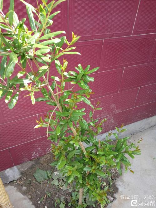 我的植物朋友石榴树