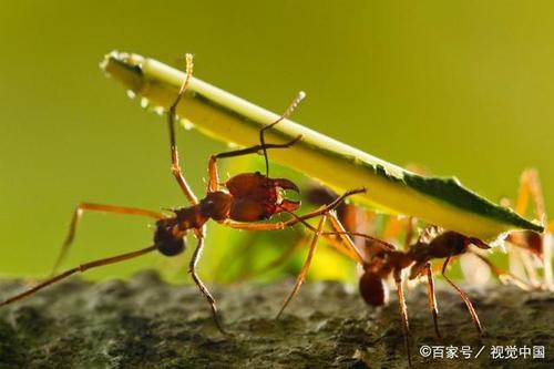蚂蚁移动食物